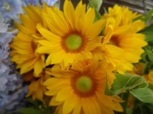 ひまわりさん　ありますよ～｜「緑花園」　（徳島県吉野川市の花キューピット加盟店 花屋）のブログ