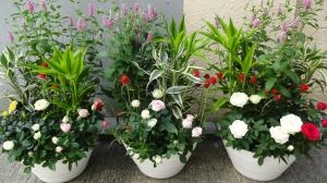 開店のお祝いに｜「緑花園」　（徳島県吉野川市の花キューピット加盟店 花屋）のブログ