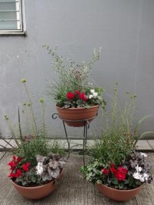寄せ植え他　お届けしました｜「緑花園」　（徳島県吉野川市の花キューピット加盟店 花屋）のブログ