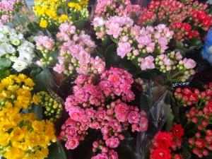 入荷しています｜「緑花園」　（徳島県吉野川市の花キューピット加盟店 花屋）のブログ