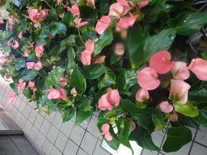 今年の中元は　アンスリューム！｜「緑花園」　（徳島県吉野川市の花キューピット加盟店 花屋）のブログ