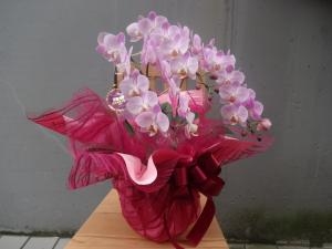 お誕生日のお祝いに・・・｜「緑花園」　（徳島県吉野川市の花キューピット加盟店 花屋）のブログ