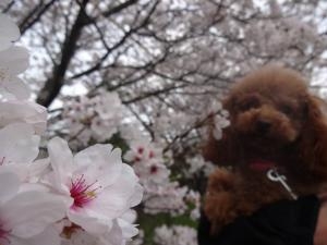 母の日が～～来るよ～～！｜「緑花園」　（徳島県吉野川市の花キューピット加盟店 花屋）のブログ