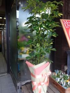 母の日にプリザーブドフラワーを！｜「緑花園」　（徳島県吉野川市の花キューピット加盟店 花屋）のブログ