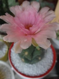 とっても可愛いサボテンの花！｜「緑花園」　（徳島県吉野川市の花キューピット加盟店 花屋）のブログ