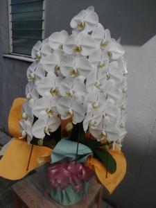 胡蝶蘭などお届けしました｜「緑花園」　（徳島県吉野川市の花キューピット加盟店 花屋）のブログ