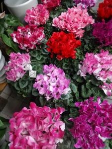 お歳暮お届けいたしました｜「緑花園」　（徳島県吉野川市の花キューピット加盟店 花屋）のブログ