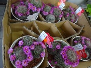 鉢植え入荷しています｜「緑花園」　（徳島県吉野川市の花キューピット加盟店 花屋）のブログ