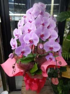 いろいろお届けしました｜「緑花園」　（徳島県吉野川市の花キューピット加盟店 花屋）のブログ