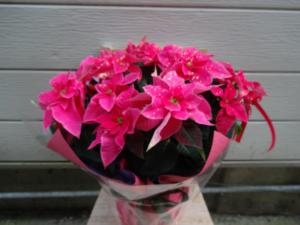 御歳暮をお届けしました｜「緑花園」　（徳島県吉野川市の花キューピット加盟店 花屋）のブログ