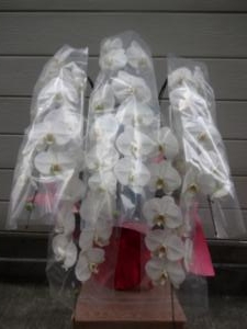バレンタインプレゼントに・・・｜「緑花園」　（徳島県吉野川市の花キューピット加盟店 花屋）のブログ