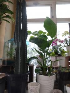 入荷＋お届けしました｜「緑花園」　（徳島県吉野川市の花キューピット加盟店 花屋）のブログ