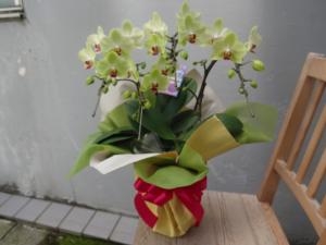 母の日ありがとうございました。｜「緑花園」　（徳島県吉野川市の花キューピット加盟店 花屋）のブログ