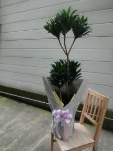 いろいろお届けしました｜「緑花園」　（徳島県吉野川市の花キューピット加盟店 花屋）のブログ