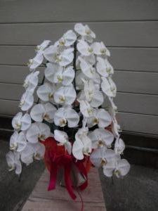 お祝に胡蝶蘭など・・・｜「緑花園」　（徳島県吉野川市の花キューピット加盟店 花屋）のブログ