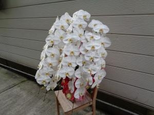 胡蝶蘭　お届けしました｜「緑花園」　（徳島県吉野川市の花キューピット加盟店 花屋）のブログ