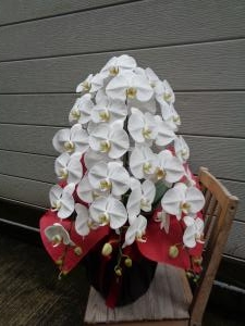 就任御祝に胡蝶蘭などお届けしました｜「緑花園」　（徳島県吉野川市の花キューピット加盟店 花屋）のブログ