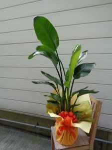お祝いに観葉植物のお届けです｜「緑花園」　（徳島県吉野川市の花キューピット加盟店 花屋）のブログ