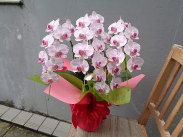 お届けしたお花達｜「緑花園」　（徳島県吉野川市の花キューピット加盟店 花屋）のブログ
