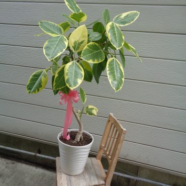 お祝いの観葉植物｜「緑花園」　（徳島県吉野川市の花キューピット加盟店 花屋）のブログ