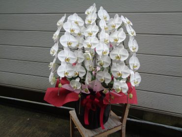 就任御祝の胡蝶蘭｜「緑花園」　（徳島県吉野川市の花キューピット加盟店 花屋）のブログ