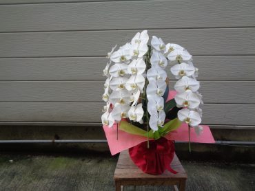 胡蝶蘭などお届けしました｜「緑花園」　（徳島県吉野川市の花キューピット加盟店 花屋）のブログ