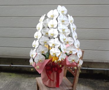 お祝いの胡蝶蘭など